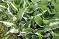 Hosta 'Amazone' (Funkie)