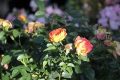 Rose 'Bienenweide' ® Mango (Beetrose) -Blumen Verkauf 2004393 Rose 20Bienenweide 20 20mango Beetrose 2