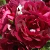 Rose 'Burgundy Ice' (Strauchrose) -Blumen Verkauf 2004395 Rose 20Burgundy 20Ice Strauchrose 1