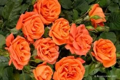 Rose 'Orange Dawn' (Kletterrose) -Blumen Verkauf 2004399 Rose 20Orange 20Dawn Kletterrose 2