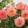 Rose 'Peach Melba' (Kletterrose) -Blumen Verkauf 2004408 Rose 20Peach 20Melba Kletterrose 1