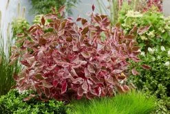 Cornus Alba 'Miracle' (Purpur-Hartriegel)