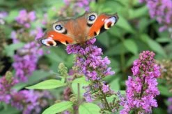 Buddleja Davidii POQUITO ® 'Orchid Annie' (Sommerflieder)
