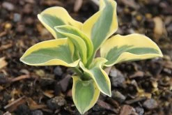 Hosta 'Mighty Mouse' (Funkie | Herzblattlilie)