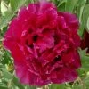 Paeonia Rockii 'Hei Mei Gui' (Strauchpfingstrose 'Schwarze Rose') -Blumen Verkauf 2004642 Paeonia 20rockii 20Hei 20Mei 20Gui Strauchpfingstrose 20Schwarze 20Rose 1 20423408 6b74 45e0 8c69 7aaa48d3583f
