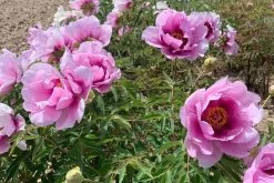 Paeonia Rockii 'Hui He' (Strauchpfingstrose 'Grauer Kranich') -Blumen Verkauf 2004643 Paeonia 20rockii 20Hui 20He Strauchpfingstrose 20Grauer 20Kranich 3 495c385f 911b 4ba2 b995 8dafc4d5371b