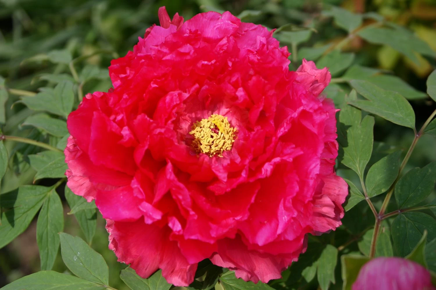 Paeonia Suffruticosa 'Kokijishi' (Strauchpfingstrose 'Löwe In Rotem Glanz') 3 Paeonia Suffruticosa 'Kokijishi' (Strauchpfingstrose 'Löwe In Rotem Glanz')