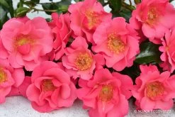 Rose 'Hoppla' (Kleinstrauchrose)