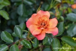 Rose 'Jojo ® Peach' (Kleinstrauchrose)