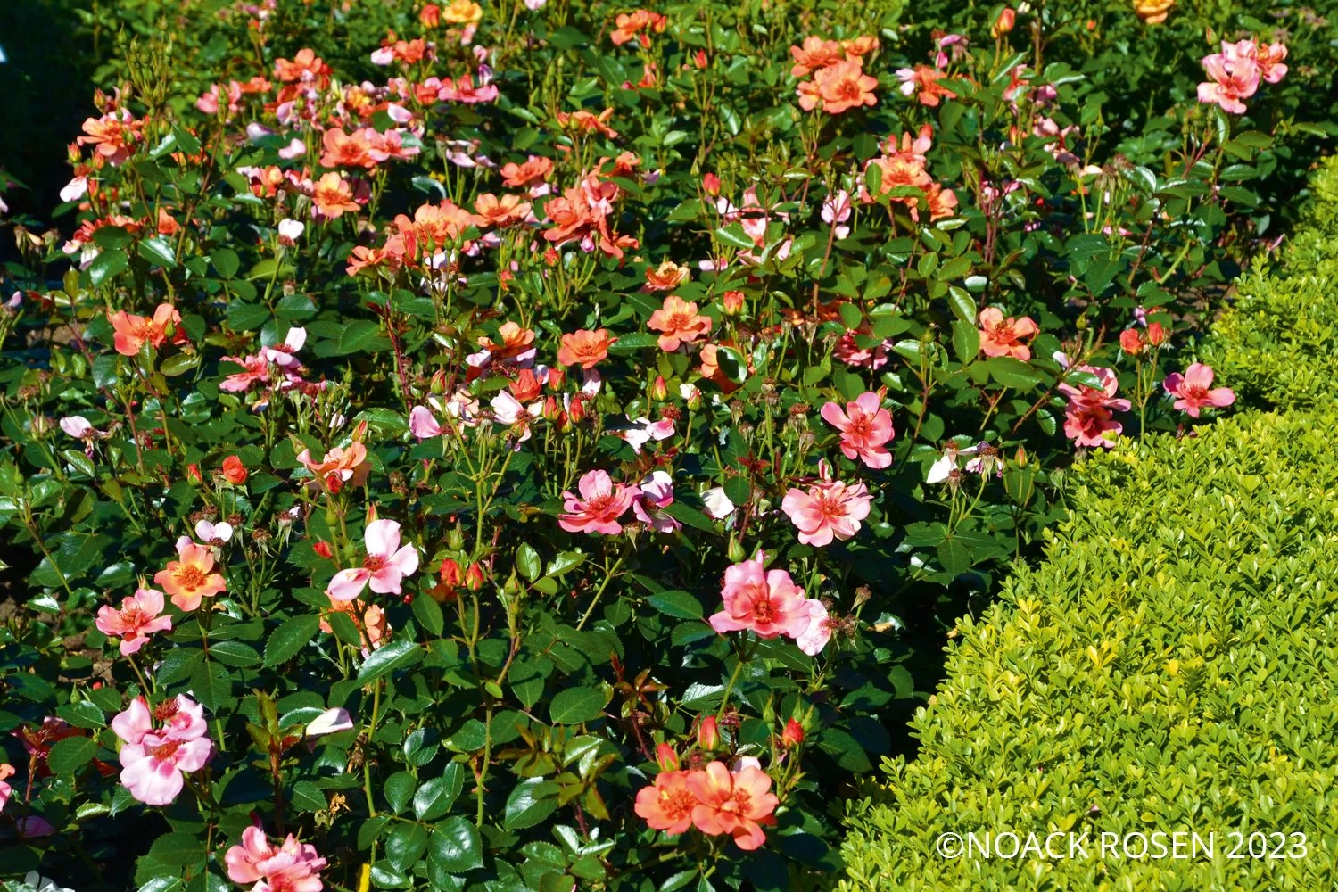 Rose 'Jojo ® Peach' (Kleinstrauchrose) 4 Rose 'Jojo ® Peach' (Kleinstrauchrose) – Bild 2