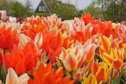 Tulpenmischung 'Fun Colours' (Garten-Tulpenmischung)