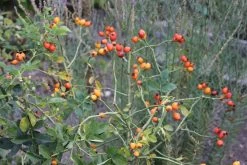 Rose Canina (Hundsrose) -Blumen Verkauf 21650 Rose 20canina Hundsrose 3