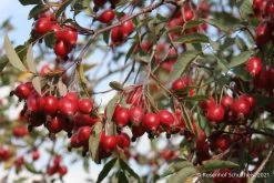 Rose Glauca (Hechtrose) -Blumen Verkauf 21710 Rose 20glauca Hechtrose 3