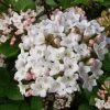 Viburnum Burkwoodii (Oster-Schneeball) -Blumen Verkauf 23660 Viburnum 20burkwoodii Oster Schneeball 1