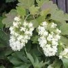 Hydrangea Quercifolia 'Snowflake' (Eichblatthortensie) -Blumen Verkauf 26213 Hydrangea 20quercifolia 20Snowflake Eichblatthortensie 1 c4346531 d91a 4eee 9ff5 b14739ff295a