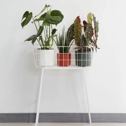 Elho Blumentopf B.for Soft Rund D16 Cm Weiß -Blumen Verkauf 277910 elho blumentopf b for soft 16cm weiss zimmerpflanzen