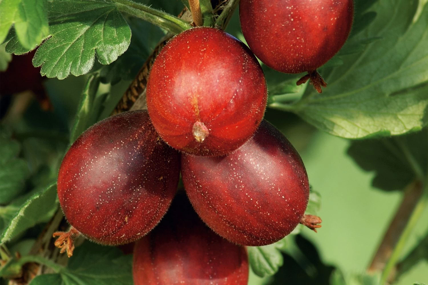 Ribes Uva-crispa 'Hinnonmäki Rot' CAC (Rote Stachelbeere) 3 Ribes Uva-crispa 'Hinnonmäki Rot' CAC (Rote Stachelbeere)
