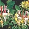 Lonicera Heckrottii 'Goldflame' (Feuer-Geißblatt) -Blumen Verkauf 29220 Lonicera 20heckrottii 20Goldflame Feuer Geissblatt 1