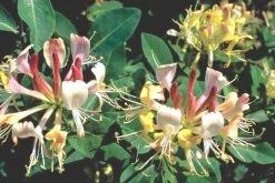 Lonicera Heckrottii 'Goldflame' (Feuer-Geißblatt)