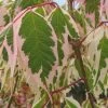 Acer Negundo 'Flamingo' (Eschenahorn 'Flamingo')