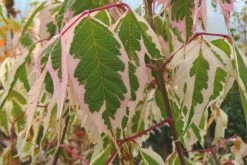 Acer Negundo 'Flamingo' (Eschenahorn 'Flamingo')