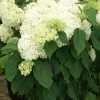 Hydrangea Arborescens 'Annabelle' (Strauchhortensie) -Blumen Verkauf 32006 Hydrangea 20arborescens 20Annabelle Strauchhortensie 1