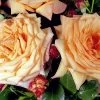Rose 'Barock' (Strauchrose/Kletterrose) -Blumen Verkauf 32475 Rose 20Barock StrauchroseKletterrose 1 cad5f0df 1605 4e6f 9628 d073e11116ca