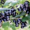 Ribes Nigrum 'Bona' (Schwarze Johannisbeere)