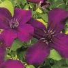 Clematis Viticella 'Dark Eyes' (Waldrebe) -Blumen Verkauf 32737 Clematis 20viticella 20Dark 20Eyes Waldrebe 1