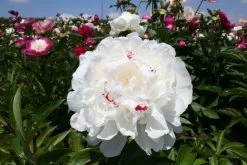 Paeonia Lactiflora 'Festiva Maxima' (Staudenpfingstrose)