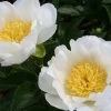 Paeonia Lactiflora 'Jan Van Leeuwen' (Staudenpfingstrose)