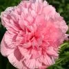 Paeonia Officinalis 'Rosea Plena' (Bauerngarten-Pfingstrose)