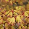Acer Palmatum 'Orange Dream' (Fächerahorn) -Blumen Verkauf 34277 Acer 20palmatum 20Orange 20Dream Faecherahorn 1