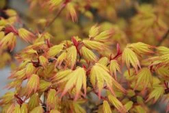 Acer Palmatum 'Orange Dream' (Fächerahorn)