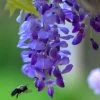 Wisteria Sinensis 'Prolific' (Blauregen) -Blumen Verkauf 36116 Wisteria 20sinensis 20Prolific Blauregen 1