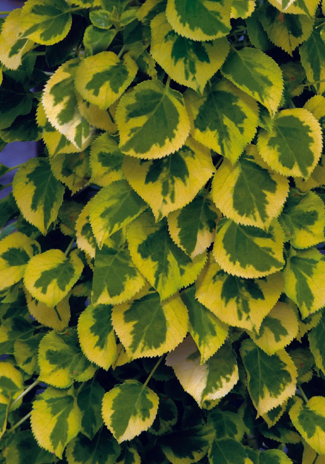 Hydrangea Petiolaris 'Miranda' (Panaschierte Kletterhortensie) 3 Hydrangea Petiolaris 'Miranda' (Panaschierte Kletterhortensie)