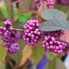 Callicarpa Bodinieri 'Profusion' (Schönfrucht; Liebesperlenstrauch) -Blumen Verkauf 41330 Callicarpa 20bodinieri 20Profusion Schoenfrucht 20Liebesperlenstrauch 1 bda968e6 15b3 47f3 8619 42ec534018e8