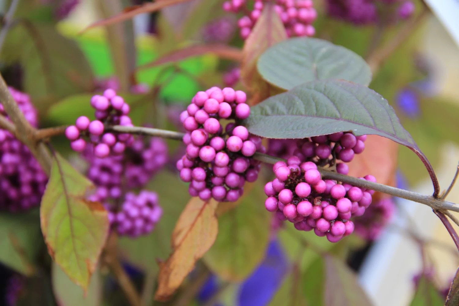 Callicarpa Bodinieri 'Profusion' (Schönfrucht; Liebesperlenstrauch) 3 Callicarpa Bodinieri 'Profusion' (Schönfrucht; Liebesperlenstrauch)