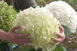 Hydrangea Arborescens 'Strong Annabelle' (Ballhortensie)
