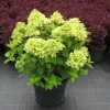 Hydrangea Paniculata 'Little Lime' (Rispenhortensie) -Blumen Verkauf 42717 Hydrangea 20paniculata 20Little 20Lime Rispenhortensie 1