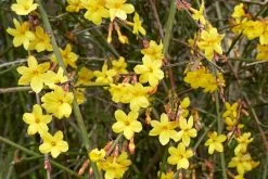 Jasminum Nudiflorum (Echter Winter-Jasmin)