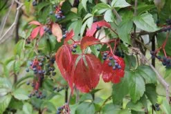 Parthenocissus Quinquefolia 'Engelmannii' (Engelmanns-Wilder-Wein) -Blumen Verkauf 44333 Parthenocissus 20quinquefolia 20Engelmannii Engelmanns Wilder Wein 2