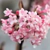 Viburnum X Bodnantense 'Dawn' (Duftender Winter-Schneeball) -Blumen Verkauf 47800 Viburnum 20x 20bodnantense 20Dawn Duftender 20Winter Schneeball 1