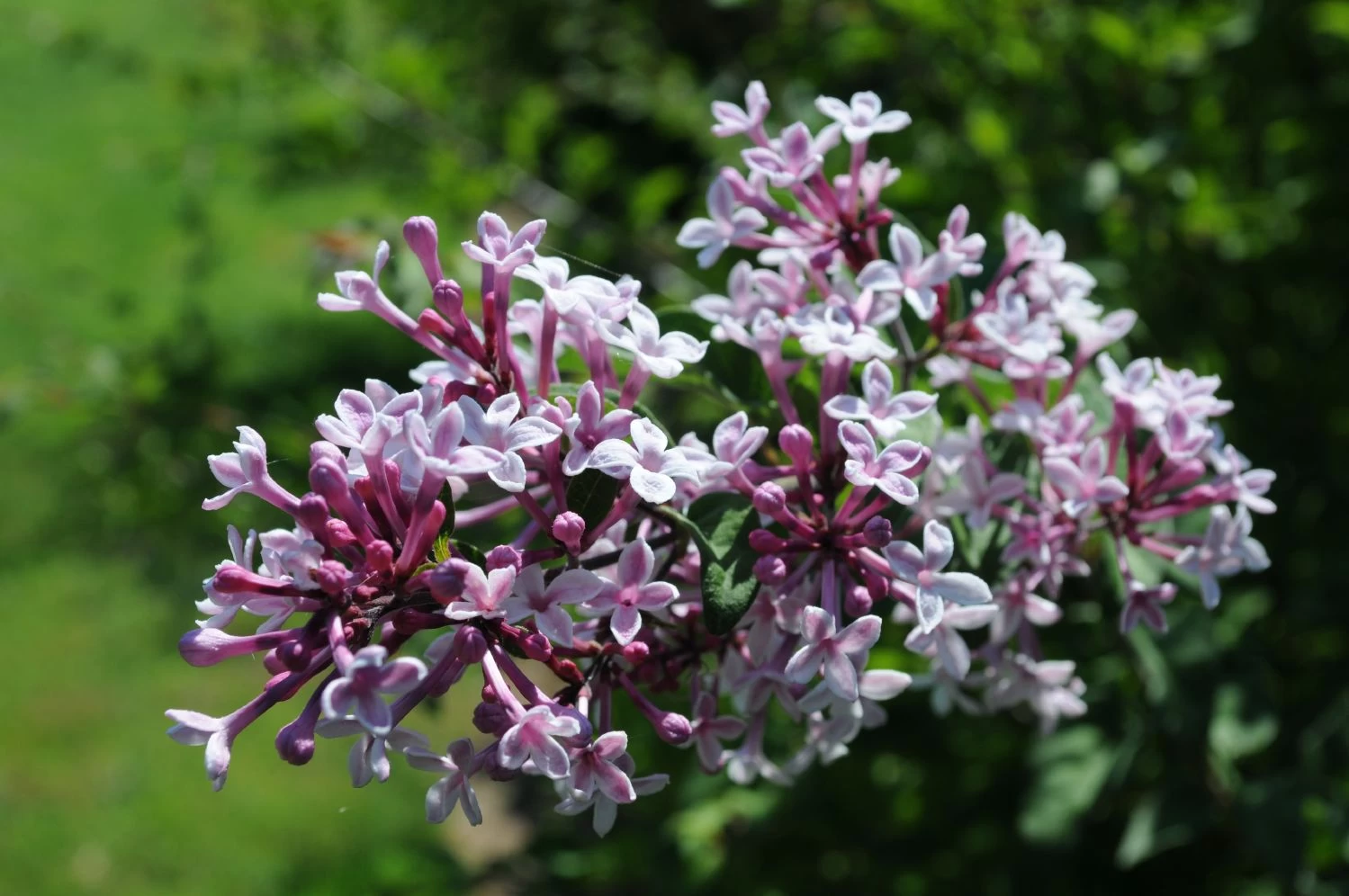 Syringa Microphylla 'Superba' (Flieder) 4 Syringa Microphylla 'Superba' (Flieder) – Bild 2