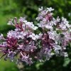 Syringa Microphylla 'Superba' (Flieder) -Blumen Verkauf 4801 Syringa 20microphylla 20Superba 20 Flieder 1