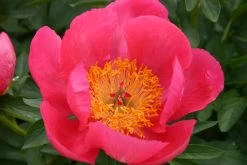 Paeonia Lactiflora 'Flame' (Staudenpfingstrose)