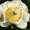 Paeonia Lactiflora 'Clair De Lune' (Staudenpfingstrose) -Blumen Verkauf 65394 Paeonia 20lactiflora 20Clair 20de 20Lune Staudenpfingstrose 1 5131282b d27f 4606 a671 5506597f4873