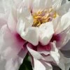 Paeonia Itoh-Hybride 'Cora Louise' (Intersektionelle Pfingstrose)