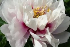 Paeonia Itoh-Hybride 'Cora Louise' (Intersektionelle Pfingstrose)