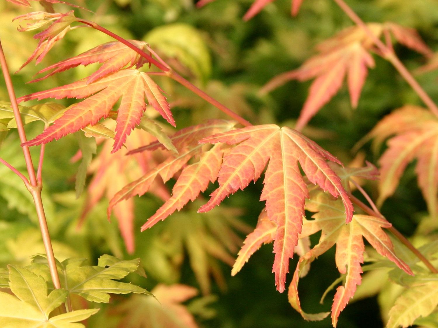 Blumen Verkauf -Blumen Verkauf faecher ahorn orange dream m008834 w 0